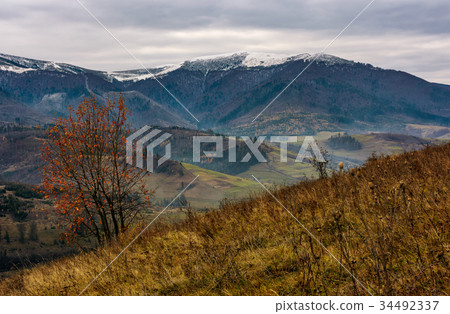 tree with red foliage on hillside in late autumn tree with red foliage on hillside in late autumn 34492337