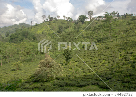 Indian tea plantation in the Darjeeling Indian tea plantation in the Darjeeling 34492752