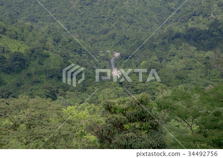 Indian tea plantation in the Darjeeling Indian tea plantation in the Darjeeling 34492756