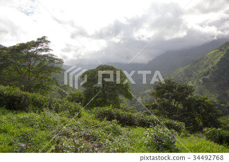 Indian tea plantation in the Darjeeling Indian tea plantation in the Darjeeling 34492768