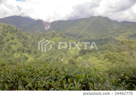Indian tea plantation in the Darjeeling Indian tea plantation in the Darjeeling 34492770