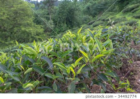 Indian tea plantation in the Darjeeling Indian tea plantation in the Darjeeling 34492774