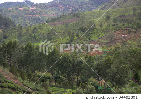 Indian tea plantation in the Nilgiri 34492801