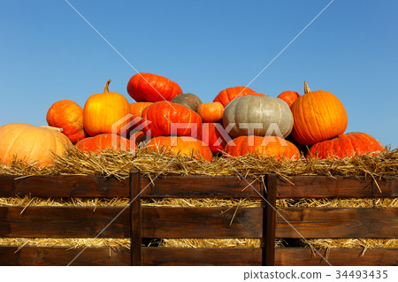Colorful pumpkins collection on outdoor autumn Colorful pumpkins collection on outdoor autumn 34493435