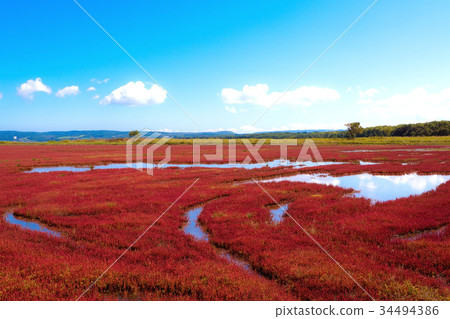 Coral Grass of Lake Notori (Abashiri City) Coral Grass of Lake Notori (Abashiri City) 34494386