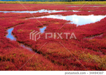 Notori湖的珊瑚草（網走市） 34494387