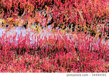 Notori湖的珊瑚草（網走市） 34494391