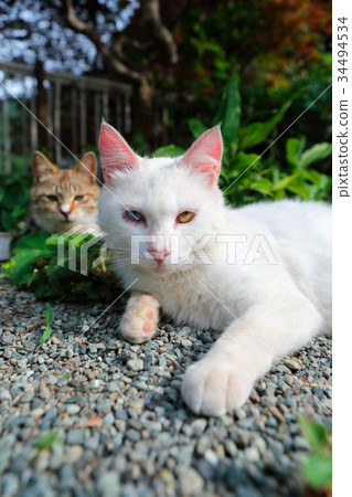 Oddai's white cat 34494534
