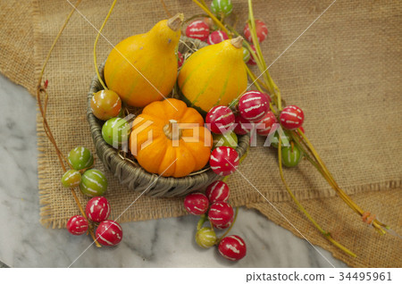 南瓜和琉球麻雀 34495961