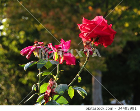 Autumn Rose Autumn Rose 34495991