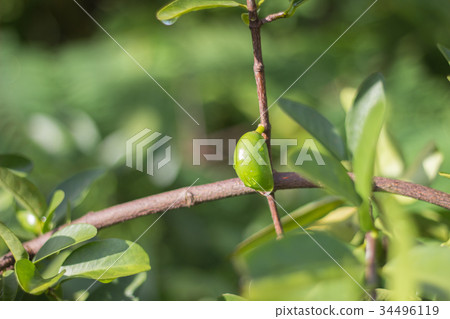 Garcinia schomburgkiana Pierre 34496119