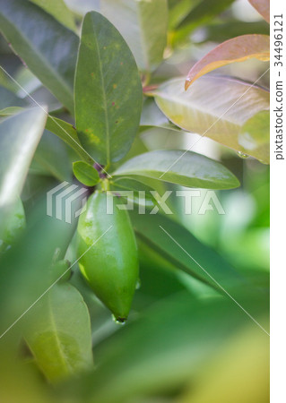 Garcinia schomburgkiana Pierre Garcinia schomburgkiana Pierre 34496121