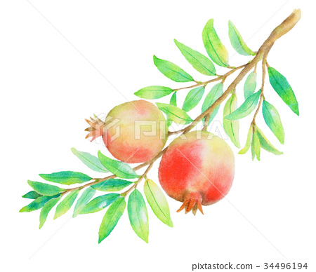 Download Pomegranate Branch Stock Illustration 34496194 Pixta