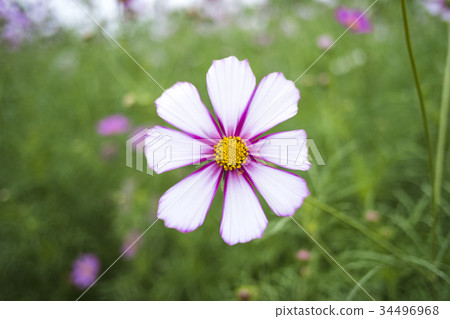 Close-up white and pink cosmos Close-up white and pink cosmos 34496968
