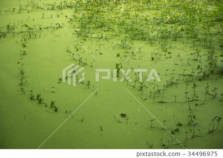 Green algae patterns on the water 34496975