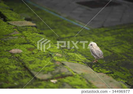 Chick on brick wall that covered by green moss Chick on brick wall that covered by green moss 34496977