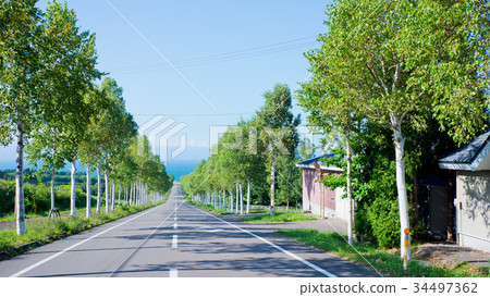 Birch tree-lined trees extending straight to the sea Birch tree-lined trees extending straight to the sea 34497362