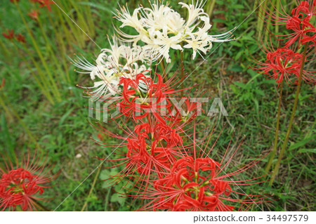 Cluster amaryllis Cluster amaryllis 34497579