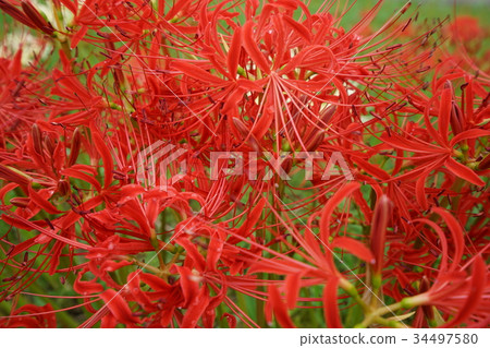 群集孤挺花 群集孤挺花 34497580
