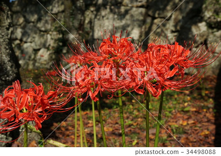 Higa bana flowers 34498088