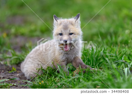 Fox cub in grass Fox cub in grass 34498408