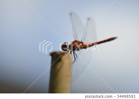 Natsuakane of red dragonfly 34498581