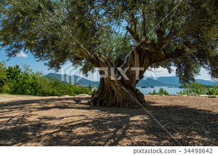 Shodoshima Olive tree of a thousand years old Shodoshima Olive tree of a thousand years old 34498642