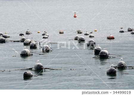 Mussel farm in mediterranean sea 34499019