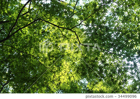 Early autumn image blue maple 34499096