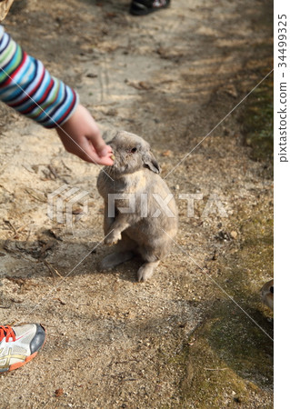 A boy feeding rabbits in Okunoshima A boy feeding rabbits in Okunoshima 34499325