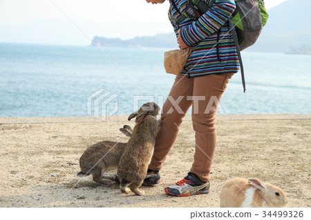 A boy feeding rabbits in Okunoshima A boy feeding rabbits in Okunoshima 34499326