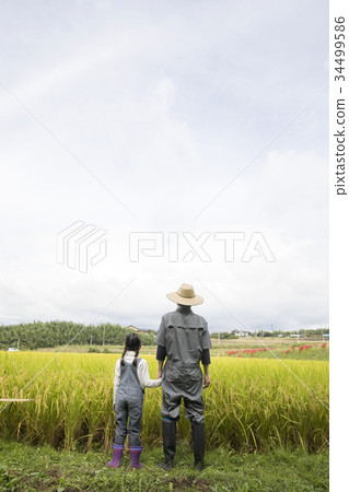 Rice harvesting image parent and child hold hands 34499586