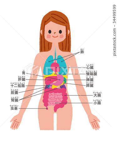 插图素材: 内脏例证 查看全部