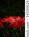 Pearl star (Higanbana) 34500626