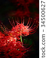 Pearl star (Higanbana) 34500627