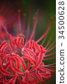 Pearl star (Higanbana) 34500628