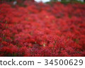Pearl star (Higanbana) 34500629