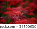 Pearl star (Higanbana) 34500630