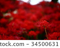 Pearl star (Higanbana) 34500631