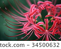 Pearl star (Higanbana) 34500632