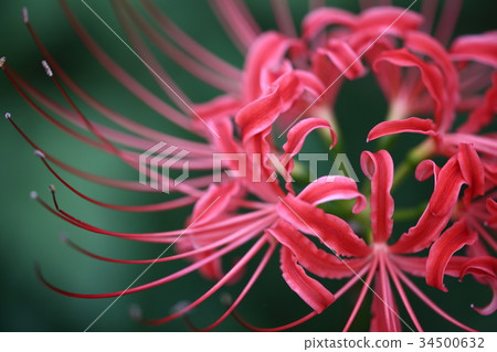 Pearl star (Higanbana) Pearl star (Higanbana) 34500632