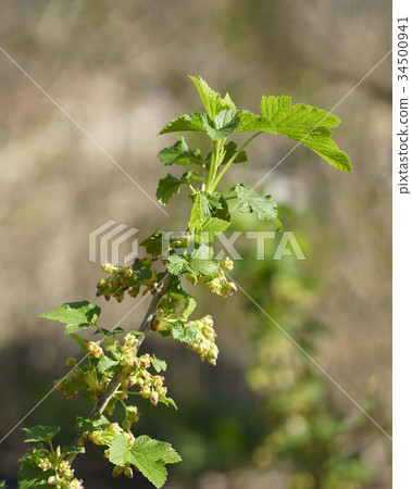 Black currant, black currant flower 34500941