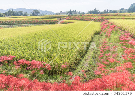 One word shrine 34501179