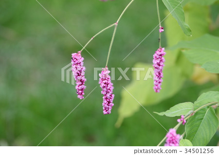 Oketade Oketade 34501256