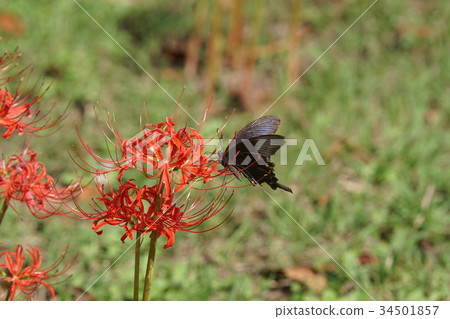 Black Swallowtail Papilio protenor 34501857