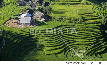 Rice fields in Vietnam. Rice fields in Vietnam. 34501899