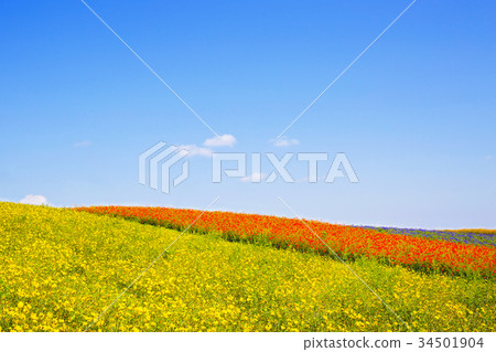 Yayoi Garden Flower Field 34501904