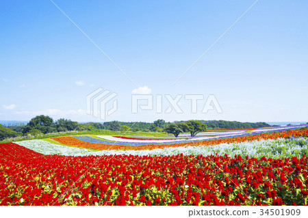 Yayoi Garden Flower Field 34501909