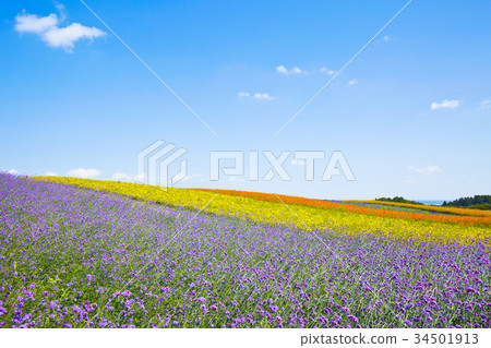 Yayoi Garden Flower Field 34501913