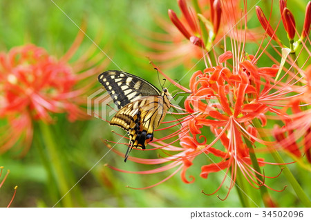 燕尾蝶 燕尾蝶 34502096